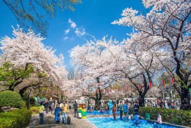 Cần Thơ - Tokyo - Fuji - Yamanashi 4N3Đ + Bay Vietnam Airlines